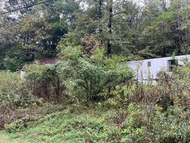 a view of a forest with a tree