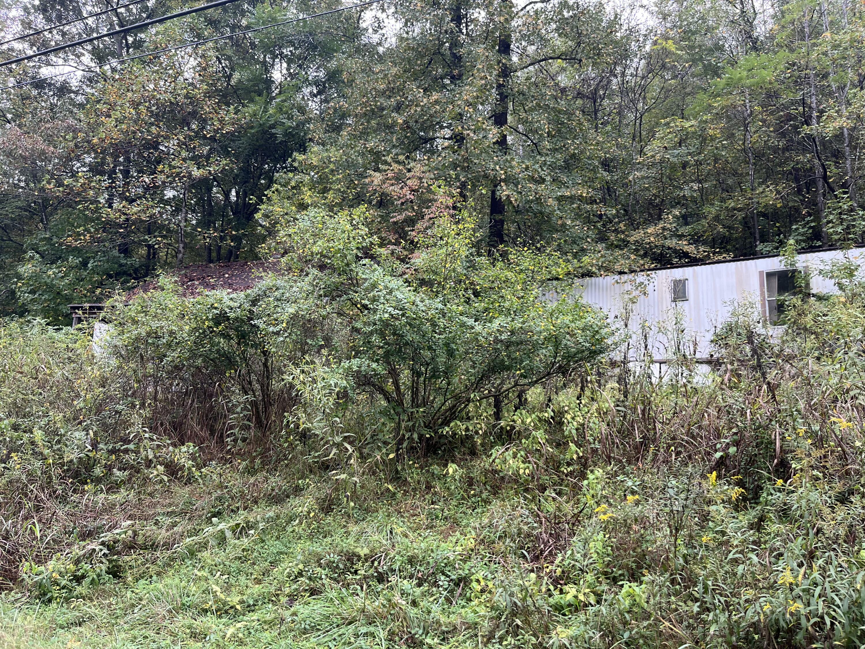 a view of a forest with a tree