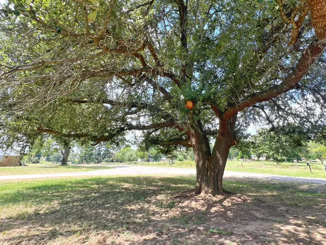 a view of a yard with large trees