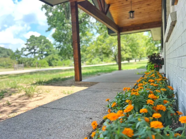 a view of a garden with plants and large trees