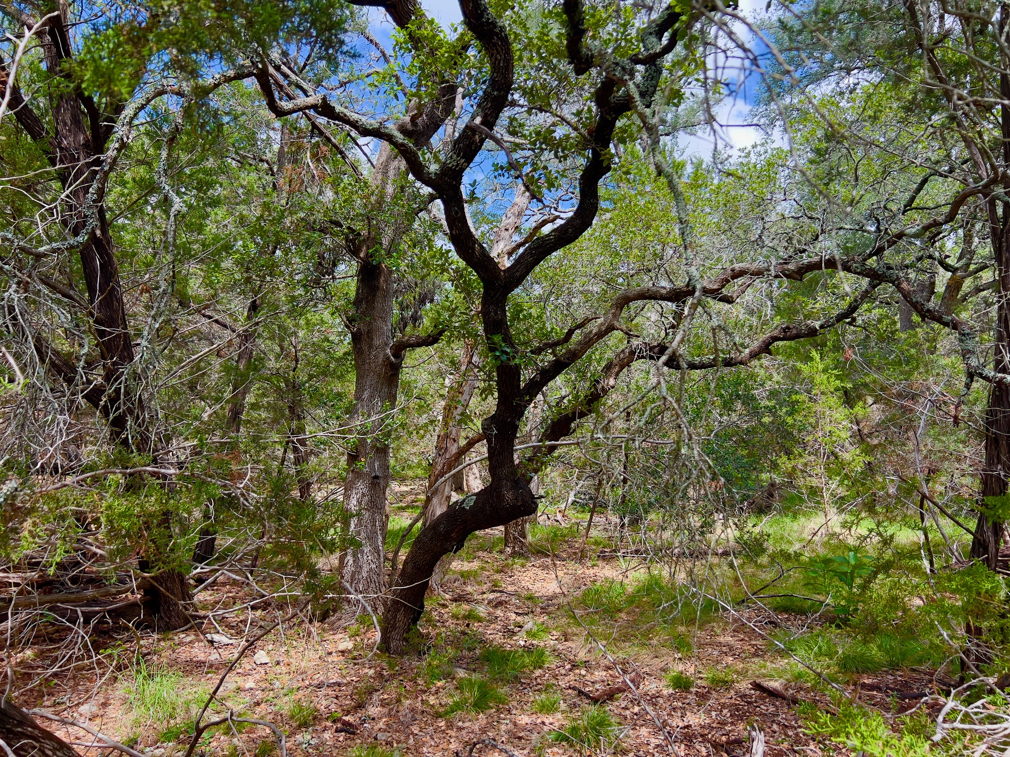Lot 43 Narrows Road, Unit 1 Blanco, TX 78606 - Photo 8 of 8