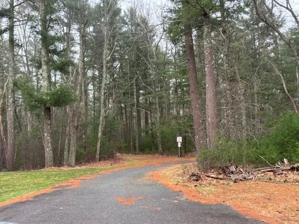 a view of a yard with plants and trees