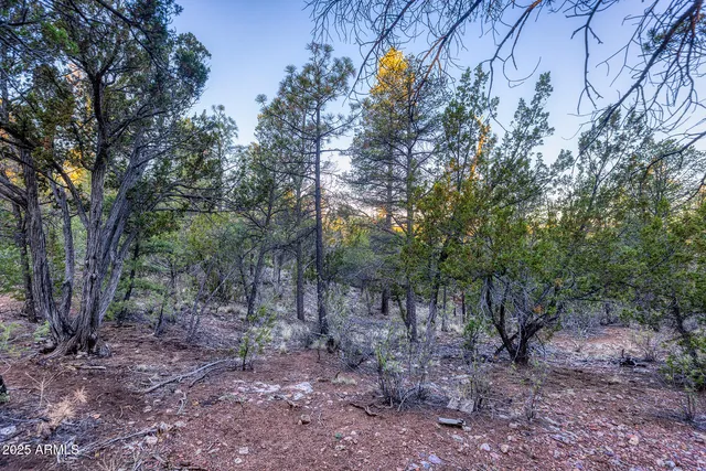 a view of a forest with trees in the background