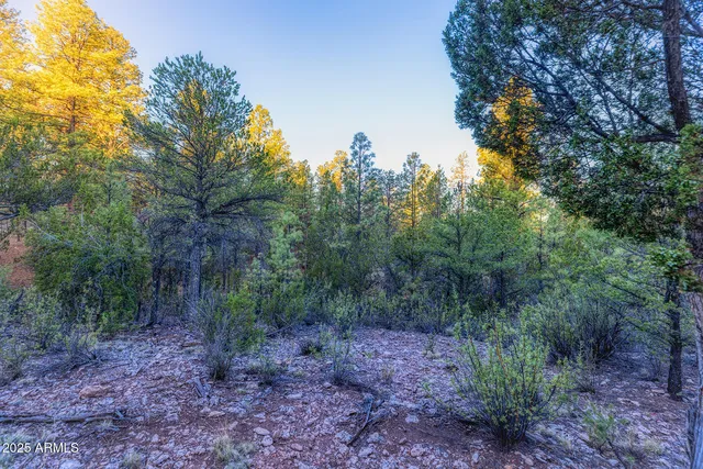 a view of a forest with trees in the background