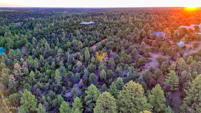 a view of a forest with a street