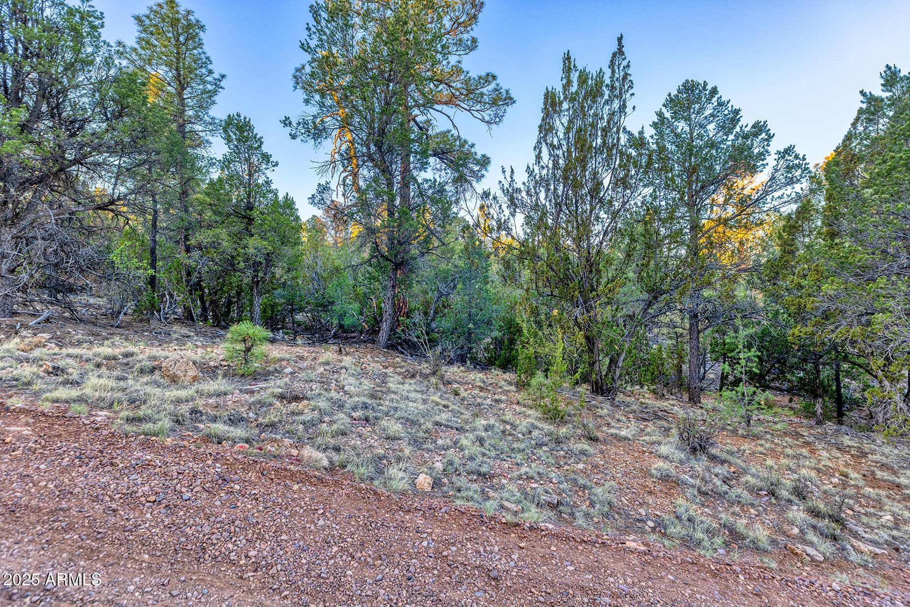 2333 Elk Ridge Lane, Unit 4H Overgaard, AZ 85933 - Photo 9 of 21 a view of a forest with trees in the background