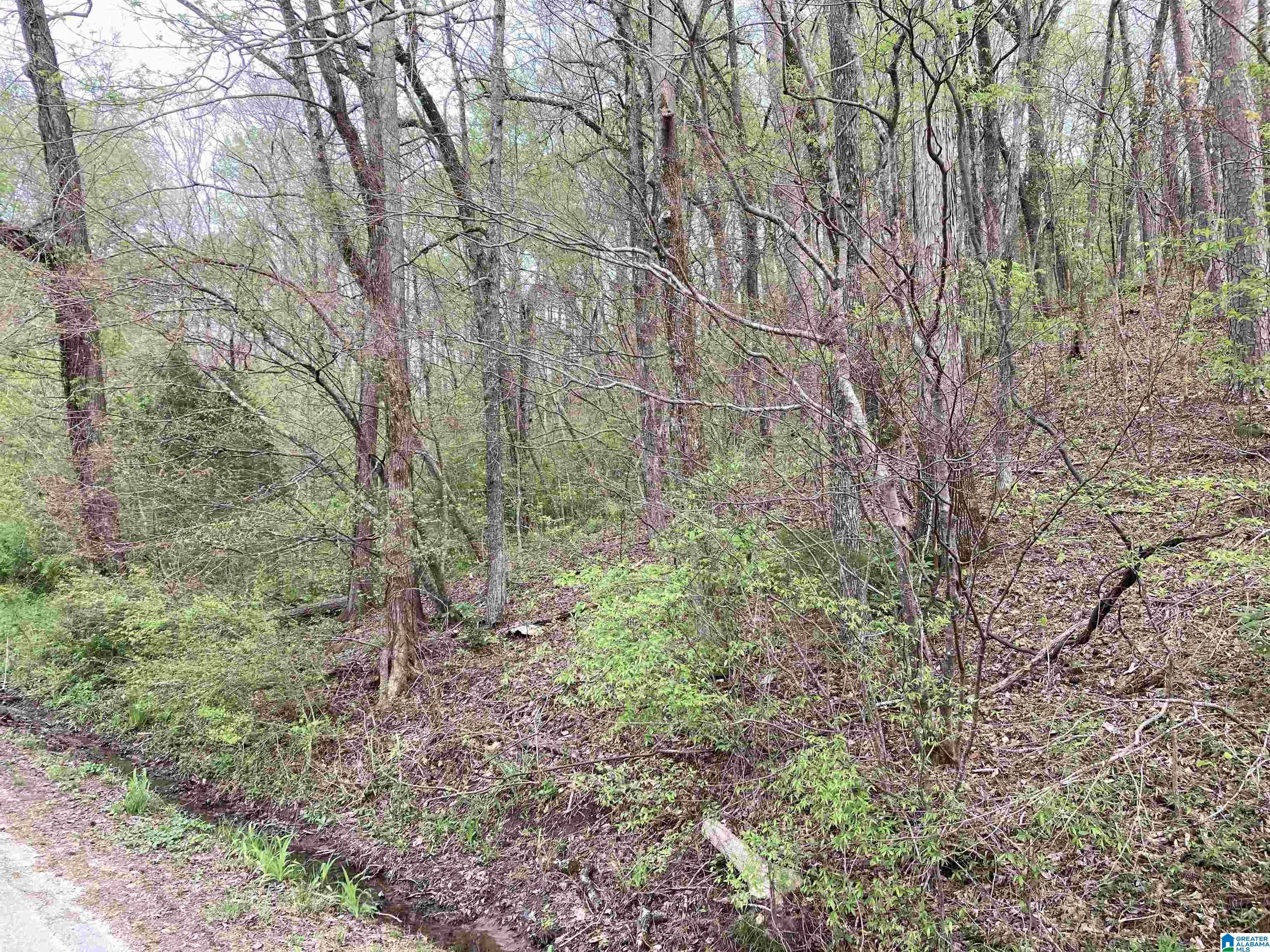0 Aderholdt Mill Road Jacksonville, AL 36265 - Photo 4 of 6