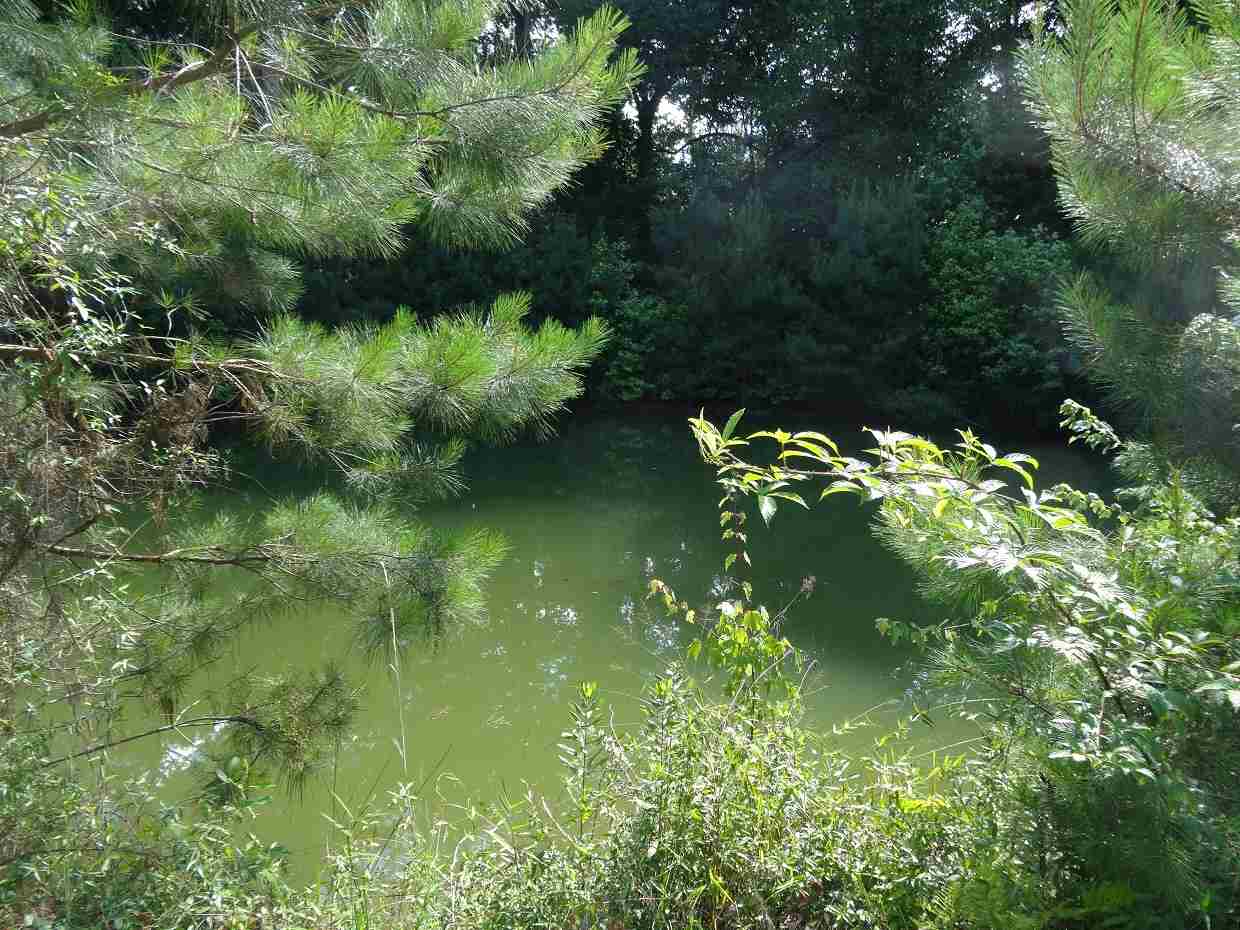 1415 Willow Road Monticello, FL 32344 - Photo 3 of 6 Gallery Image 3