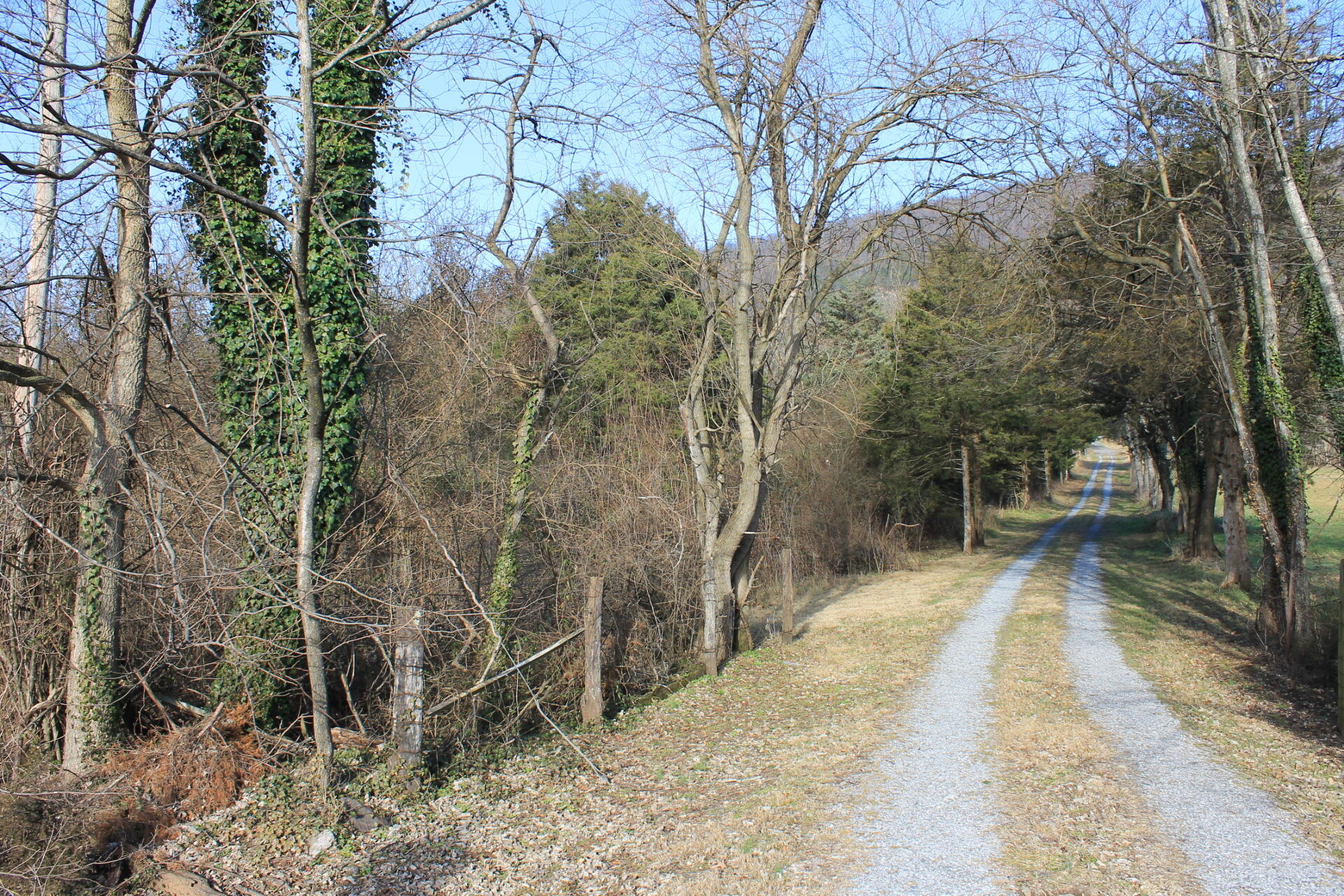 1213 Narrow Passage Road Buchanan, VA 24066 - Photo 18 of 21 a view of house with backyard and trees
