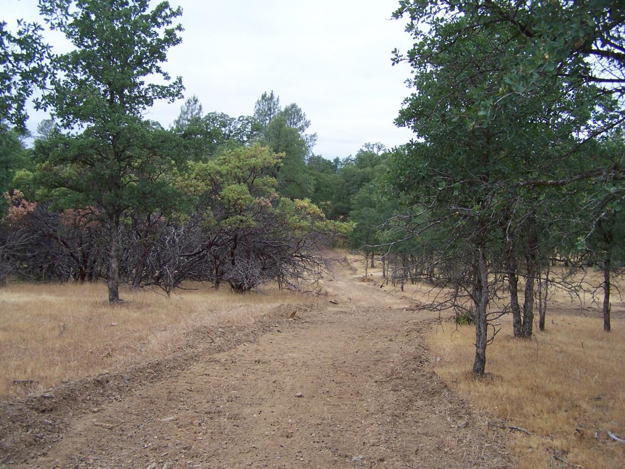12800 Intermountain Road Redding, CA 96003 - Photo 34 of 39 a view of a forest with trees in the background