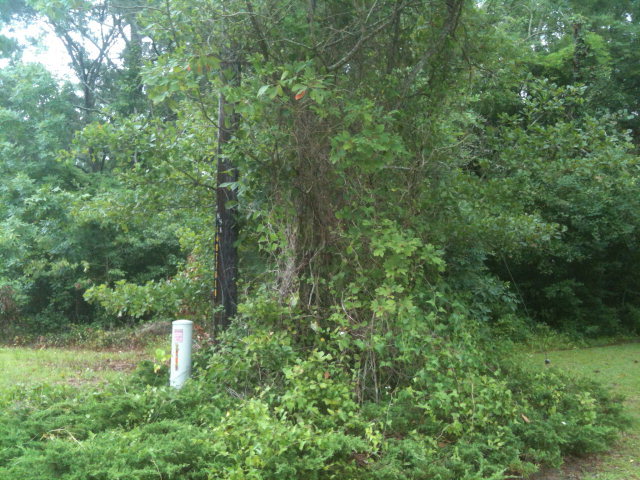 Lot 12 Cockle Street Holly Ridge, NC 28445 - Photo 1 of 6 Primary Photo