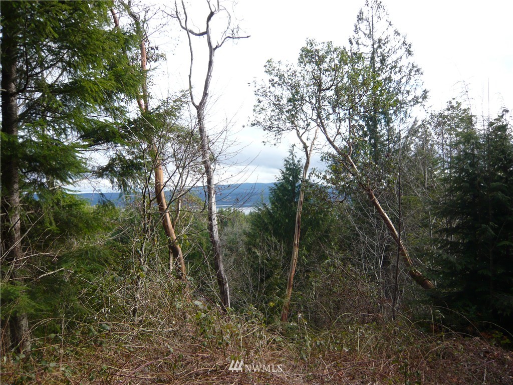 1 Moose Mountain Road Brinnon, WA 98320 - Photo 2 of 2 Gallery Image 2
