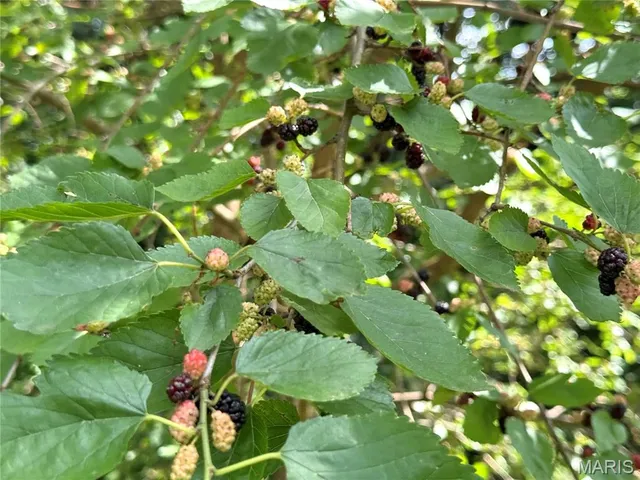 $310,000 | 17 Wood Drive, Carlyle, IL 62231