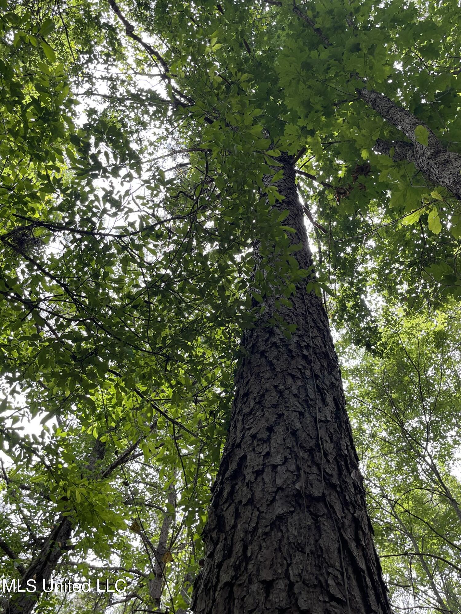 0 Pope Crowder Road Pope, MS 38658 - Photo 12 of 16 IMG_0877