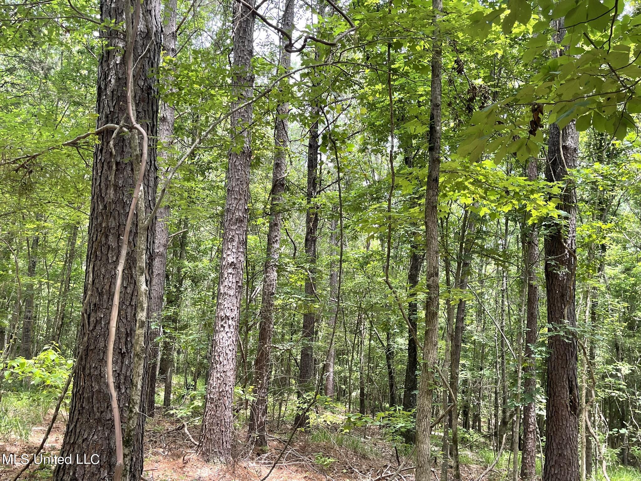 0 Pope Crowder Road Pope, MS 38658 - Photo 4 of 16 Acres