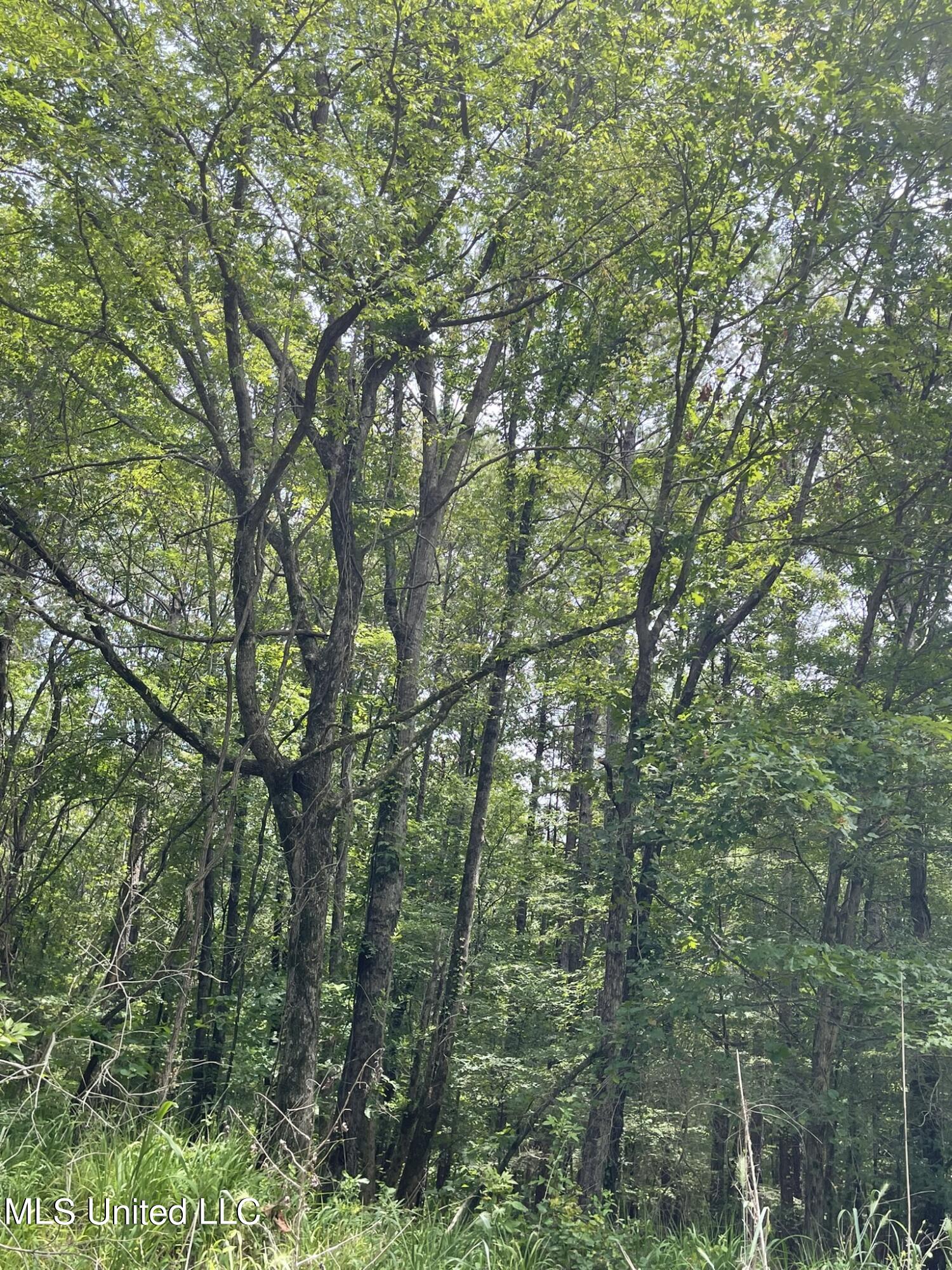 0 Pope Crowder Road Pope, MS 38658 - Photo 8 of 16 IMG_0871