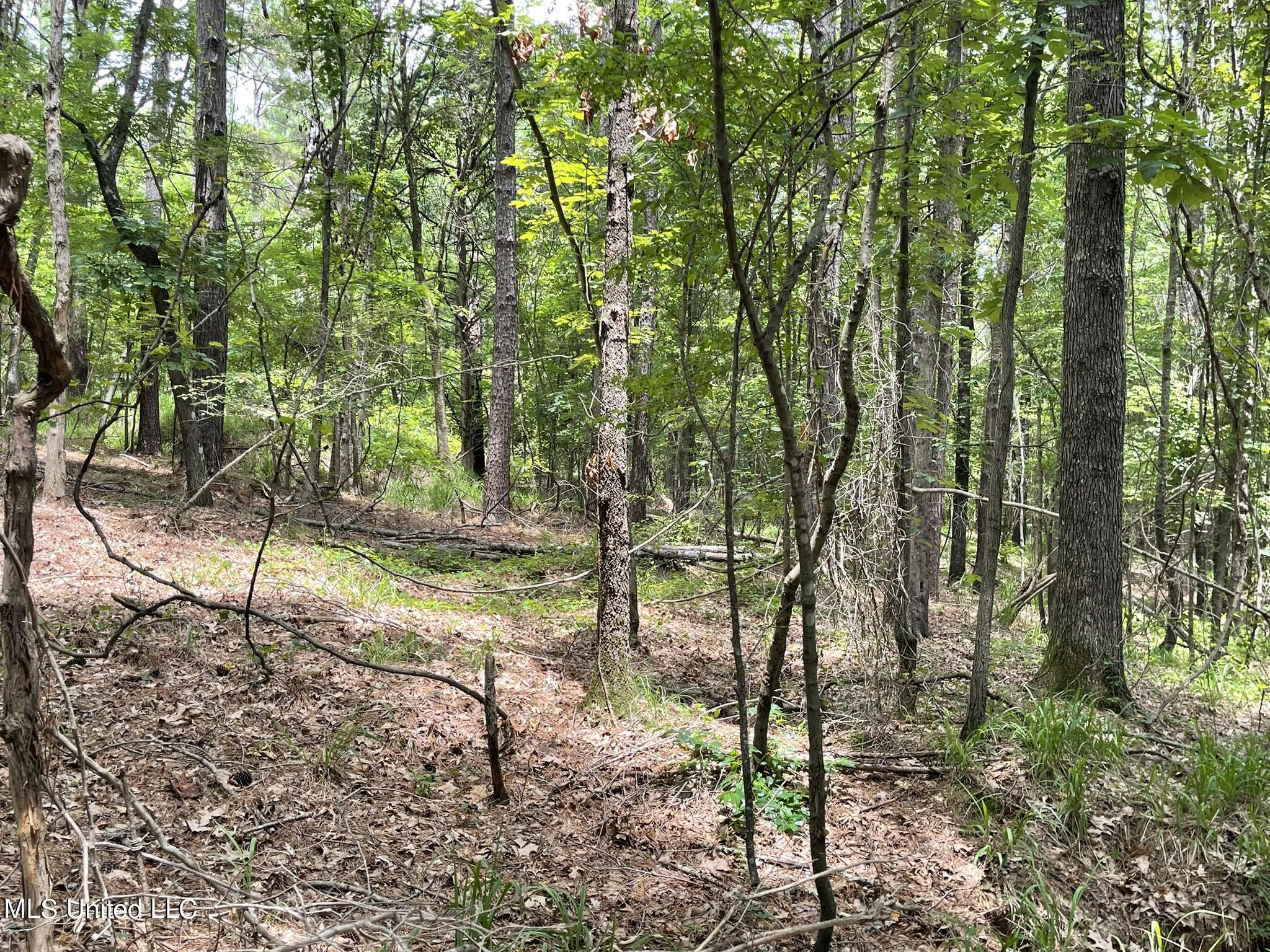 0 Pope Crowder Road Pope, MS 38658 - Photo 9 of 16 IMG_0872