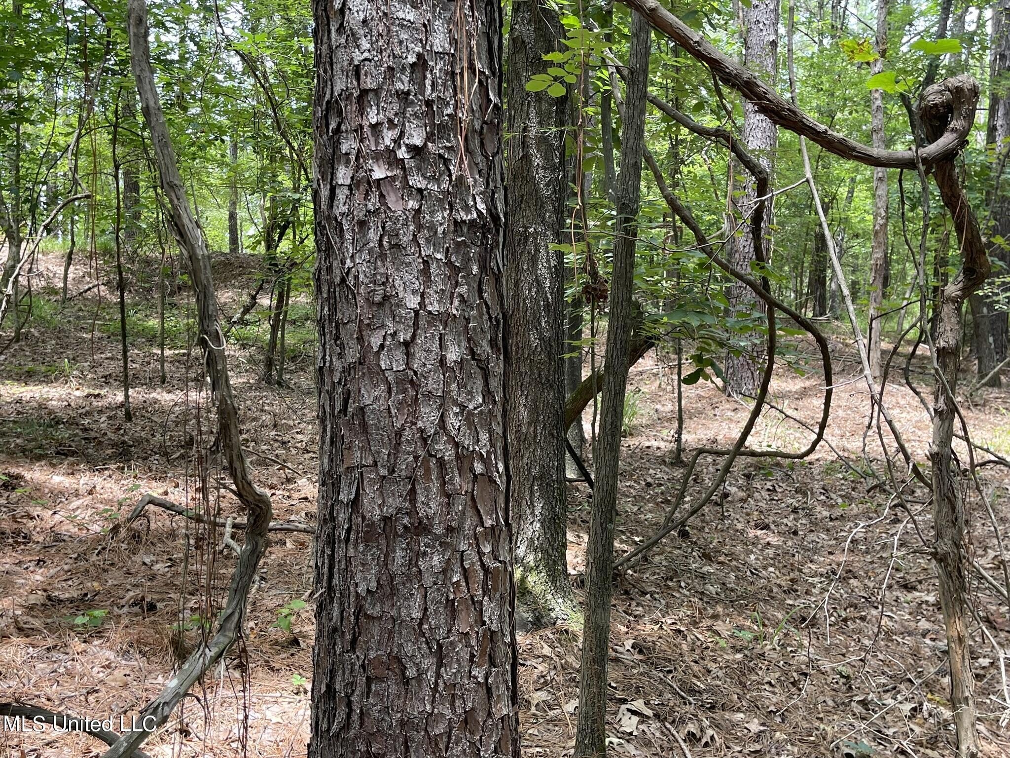 0 Pope Crowder Road Pope, MS 38658 - Photo 10 of 16 IMG_0873