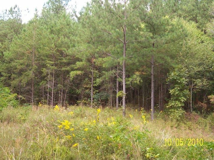 0 500 Anderson Road Sweetwater, TN 37874 - Photo 5 of 19 Gallery Image 5