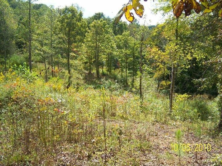 0 500 Anderson Road Sweetwater, TN 37874 - Photo 6 of 19 Gallery Image 6