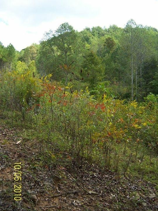 0 500 Anderson Road Sweetwater, TN 37874 - Photo 8 of 19 Gallery Image 8