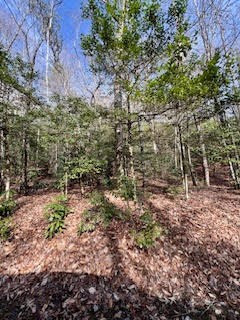 Lot 2 Morris Creek Road Andrews, NC 28901 - Photo 2 of 4