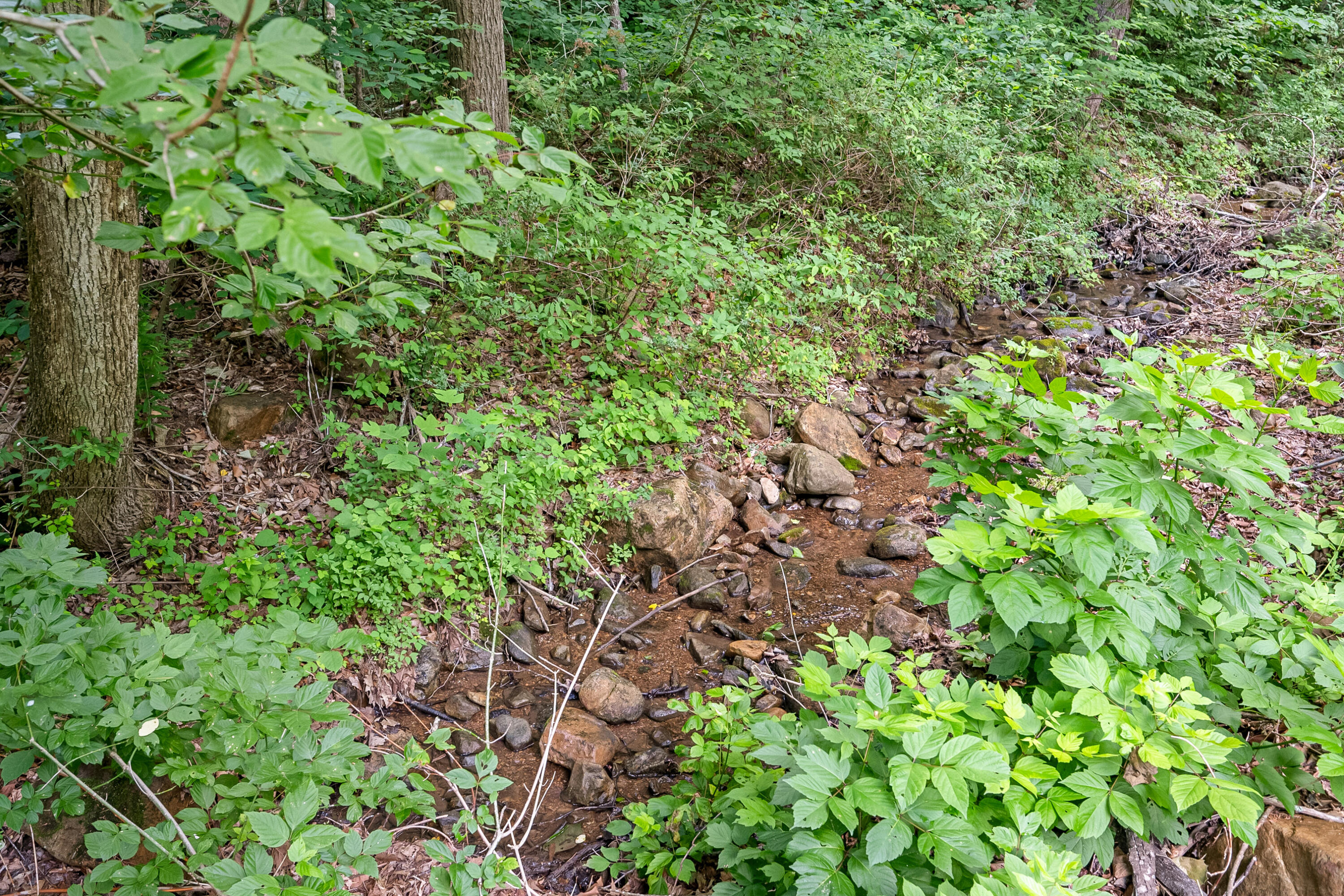 370 Ambrose Road Elliston, VA 24087 - Photo 50 of 63 a view of a garden with plants