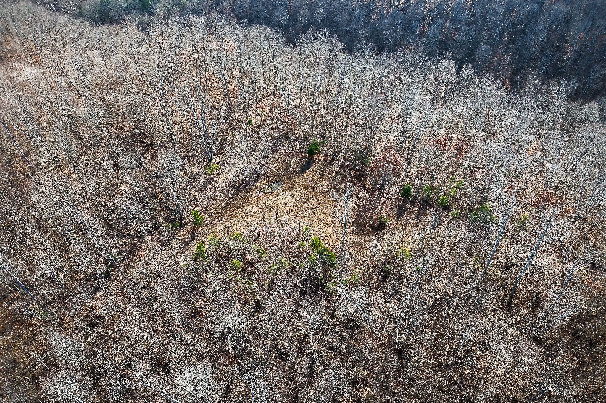 1772 South Fork Road Whitleyville, TN 38588 - Photo 18 of 38 a view of a dry yard