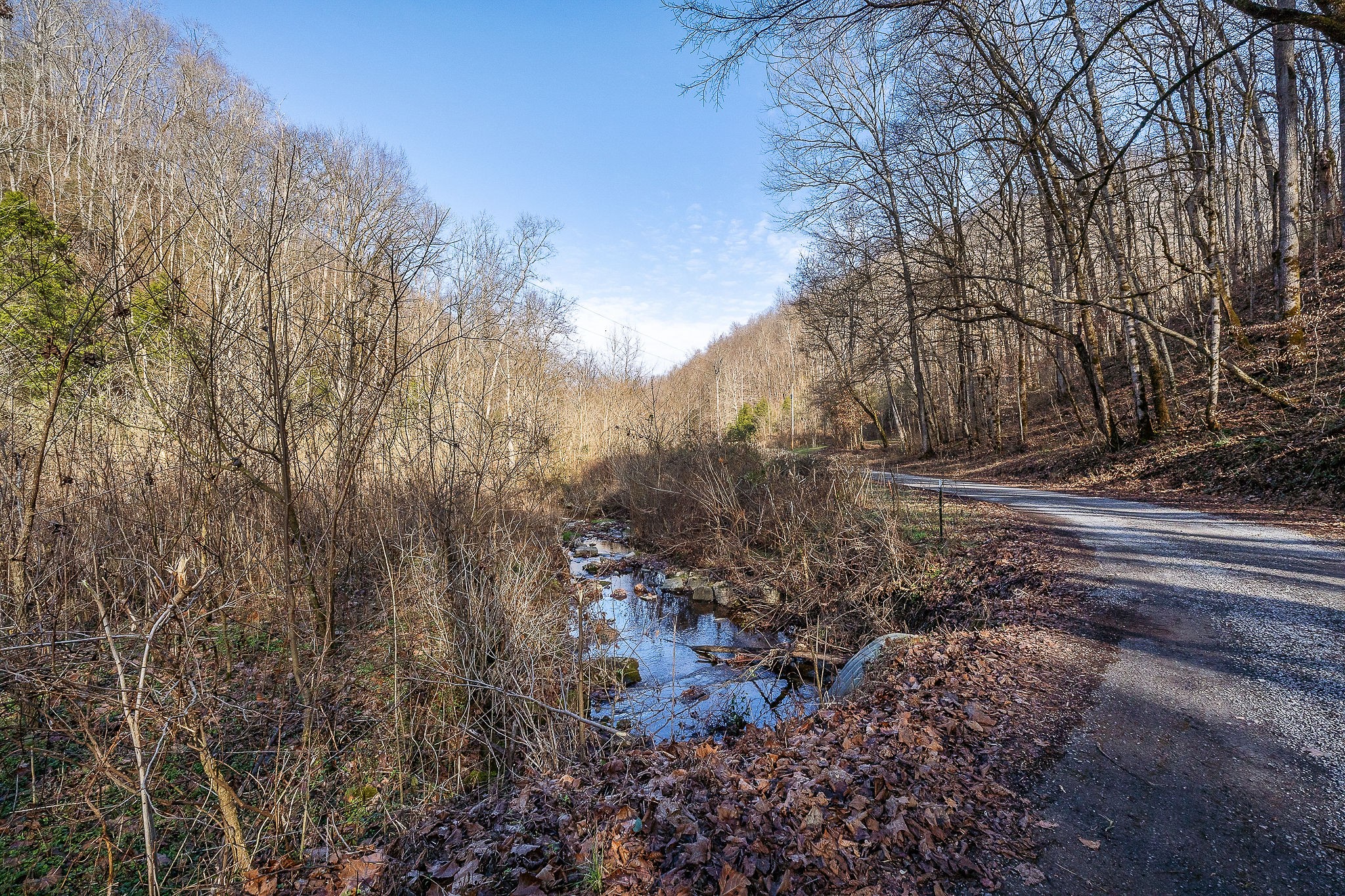 1772 South Fork Road Whitleyville, TN 38588 - Photo 24 of 38 a view of a yard with a tree