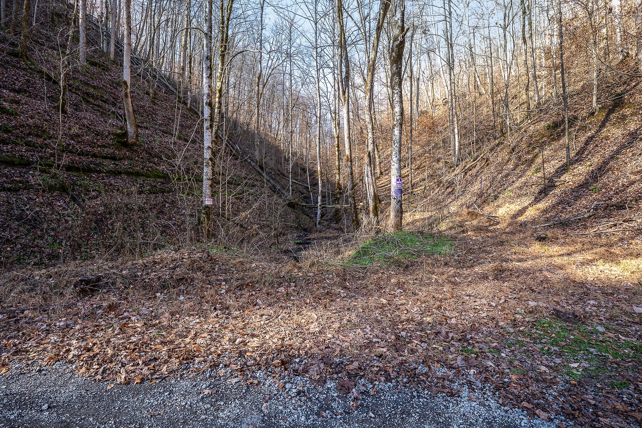 1772 South Fork Road Whitleyville, TN 38588 - Photo 25 of 38 a view of a yard with large trees