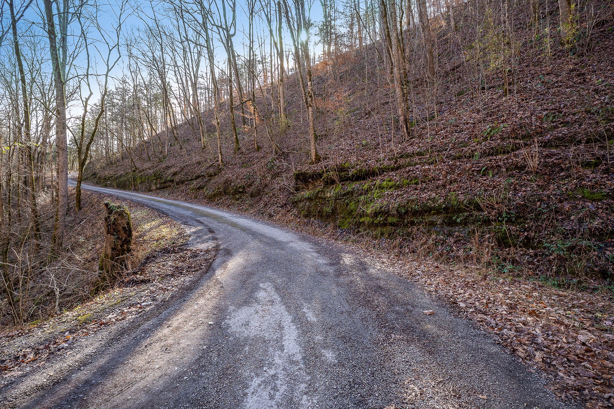 1772 South Fork Road Whitleyville, TN 38588 - Photo 26 of 38 a view of a yard with large trees