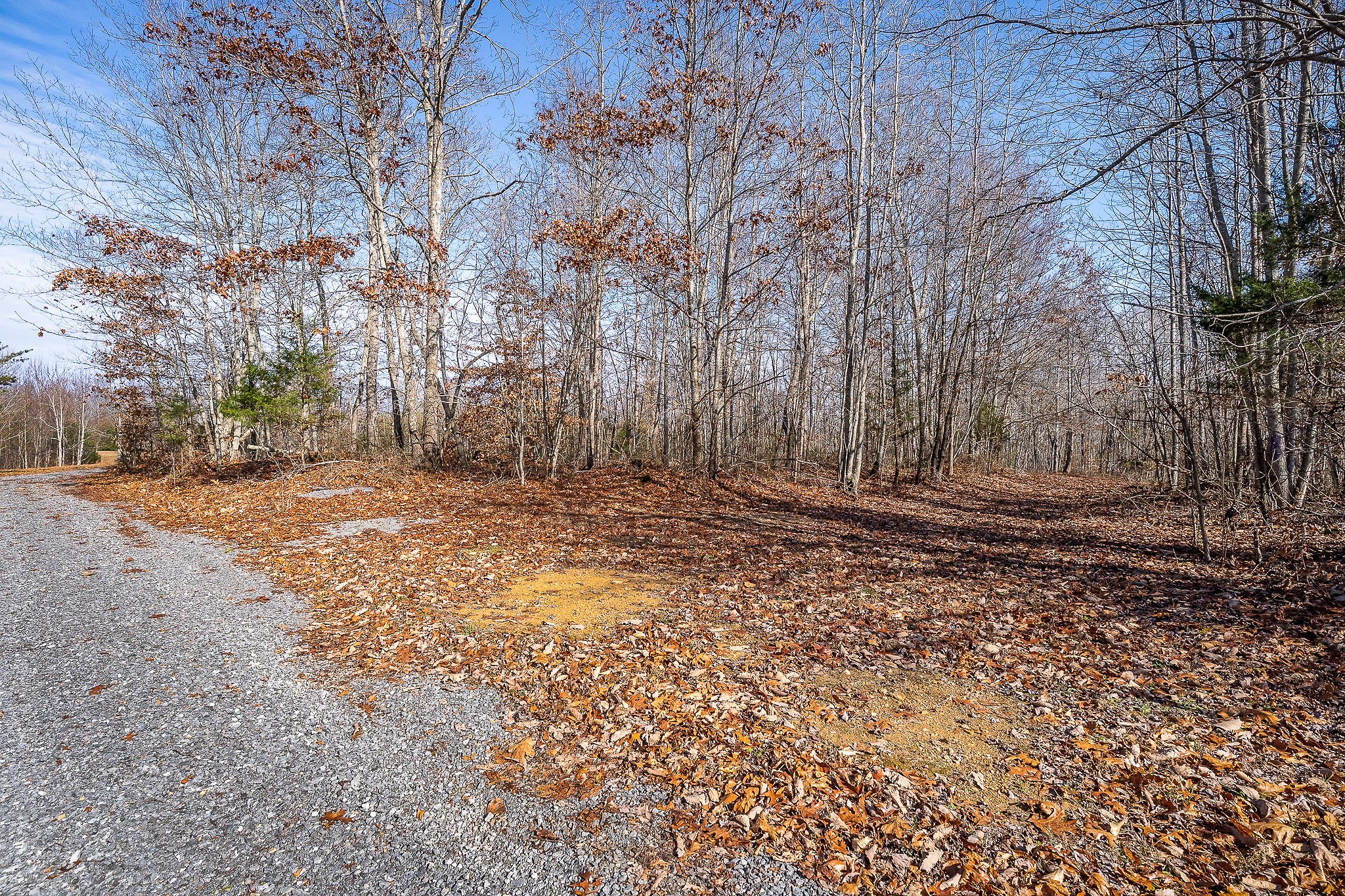 1772 South Fork Road Whitleyville, TN 38588 - Photo 30 of 38 a view of dirt yard with a large tree