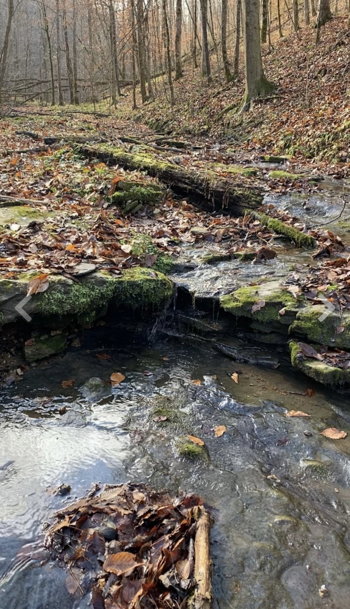 1772 South Fork Road Whitleyville, TN 38588 - Photo 36 of 38 a view of a yard