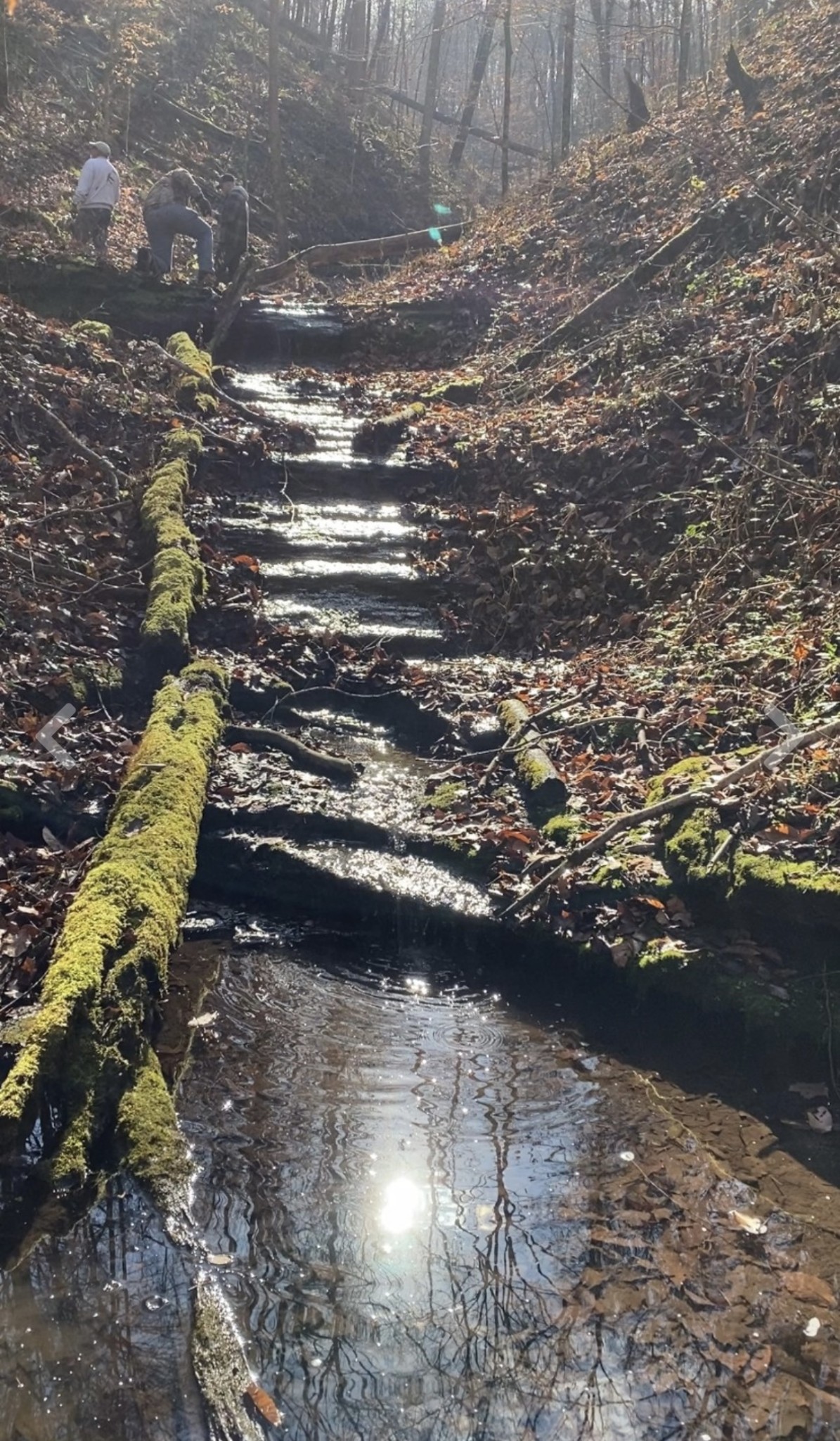 1772 South Fork Road Whitleyville, TN 38588 - Photo 38 of 38 a view of lot of trees