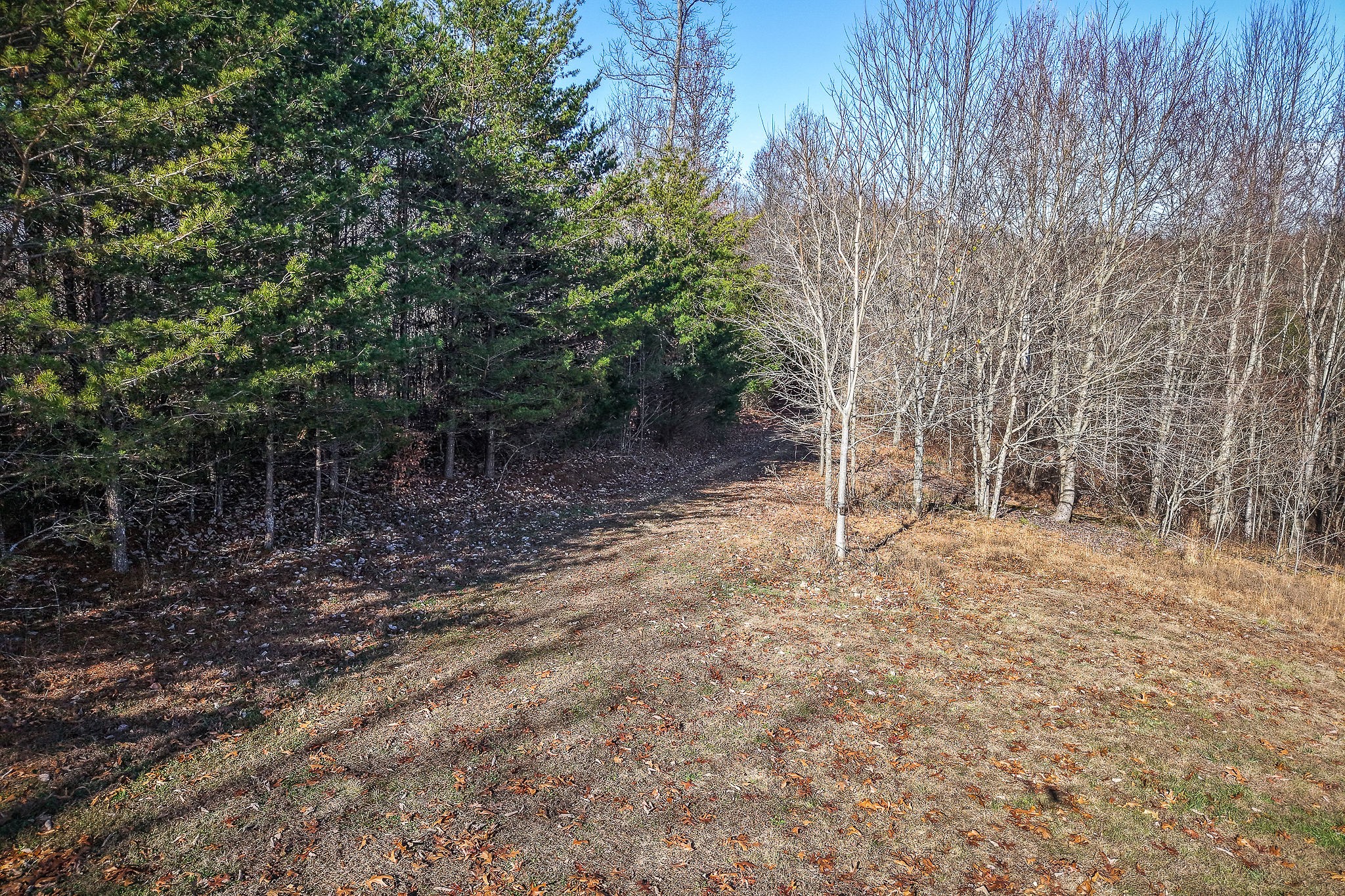 1772 South Fork Road Whitleyville, TN 38588 - Photo 4 of 38 a backyard of a house with lots of green space
