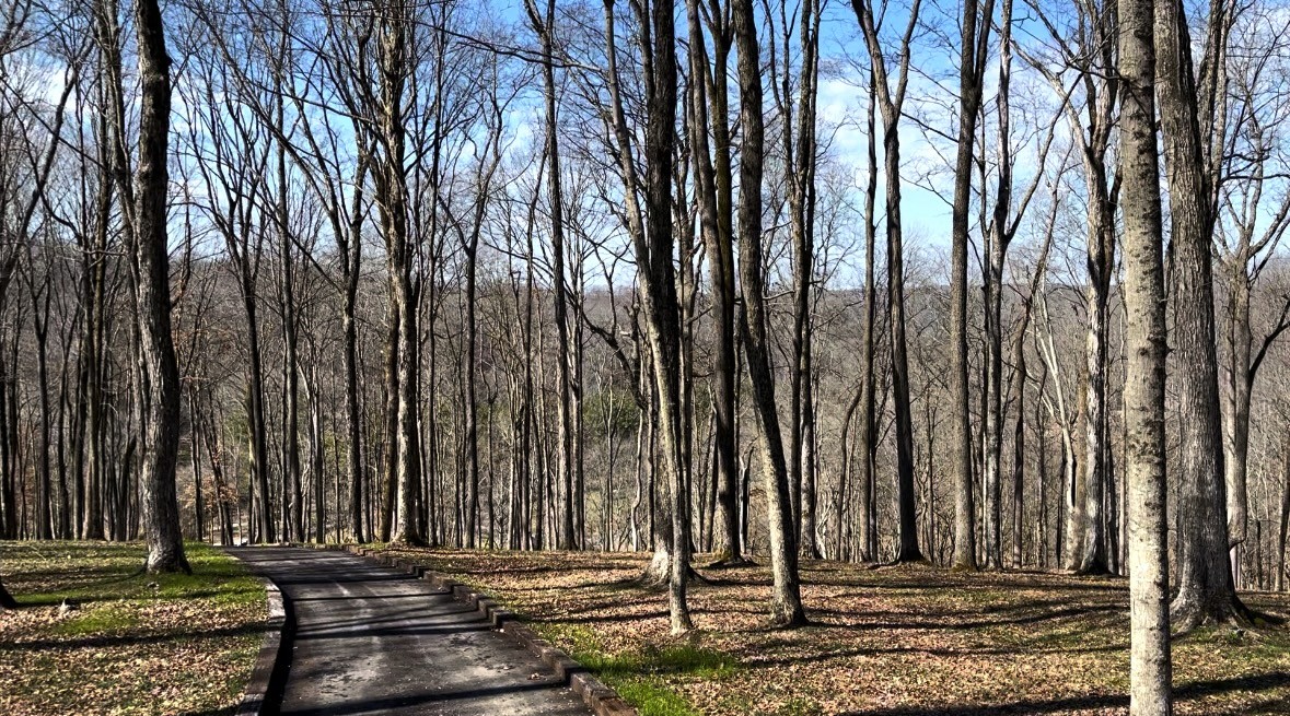 0 Skelley Road Santa Fe, TN 38482 - Photo 11 of 30 a view of a house with a trees