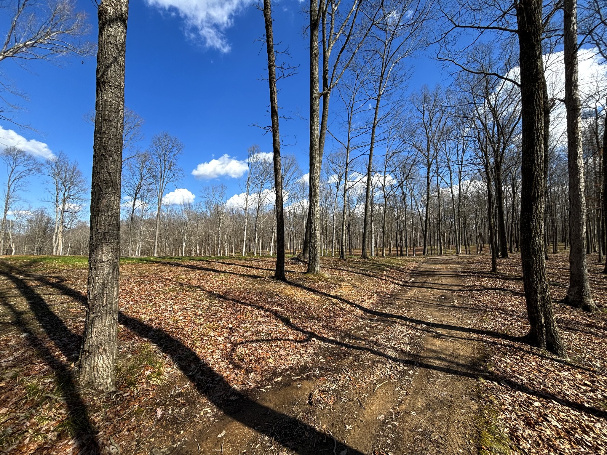 0 Skelley Road Santa Fe, TN 38482 - Photo 16 of 30 a view of a backyard of the house