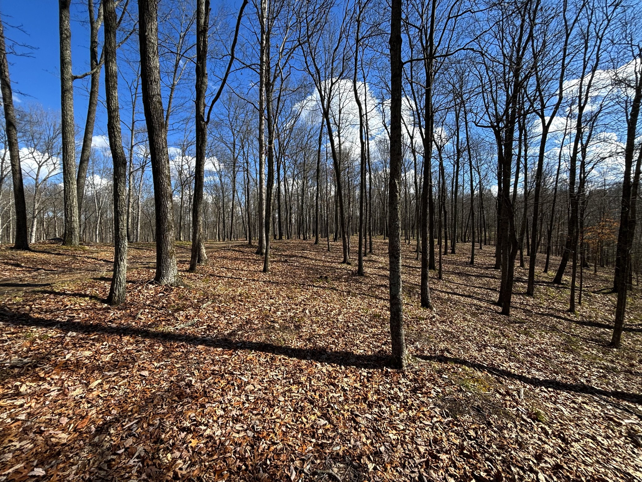 0 Skelley Road Santa Fe, TN 38482 - Photo 17 of 30 a backyard of a house with lots of green space