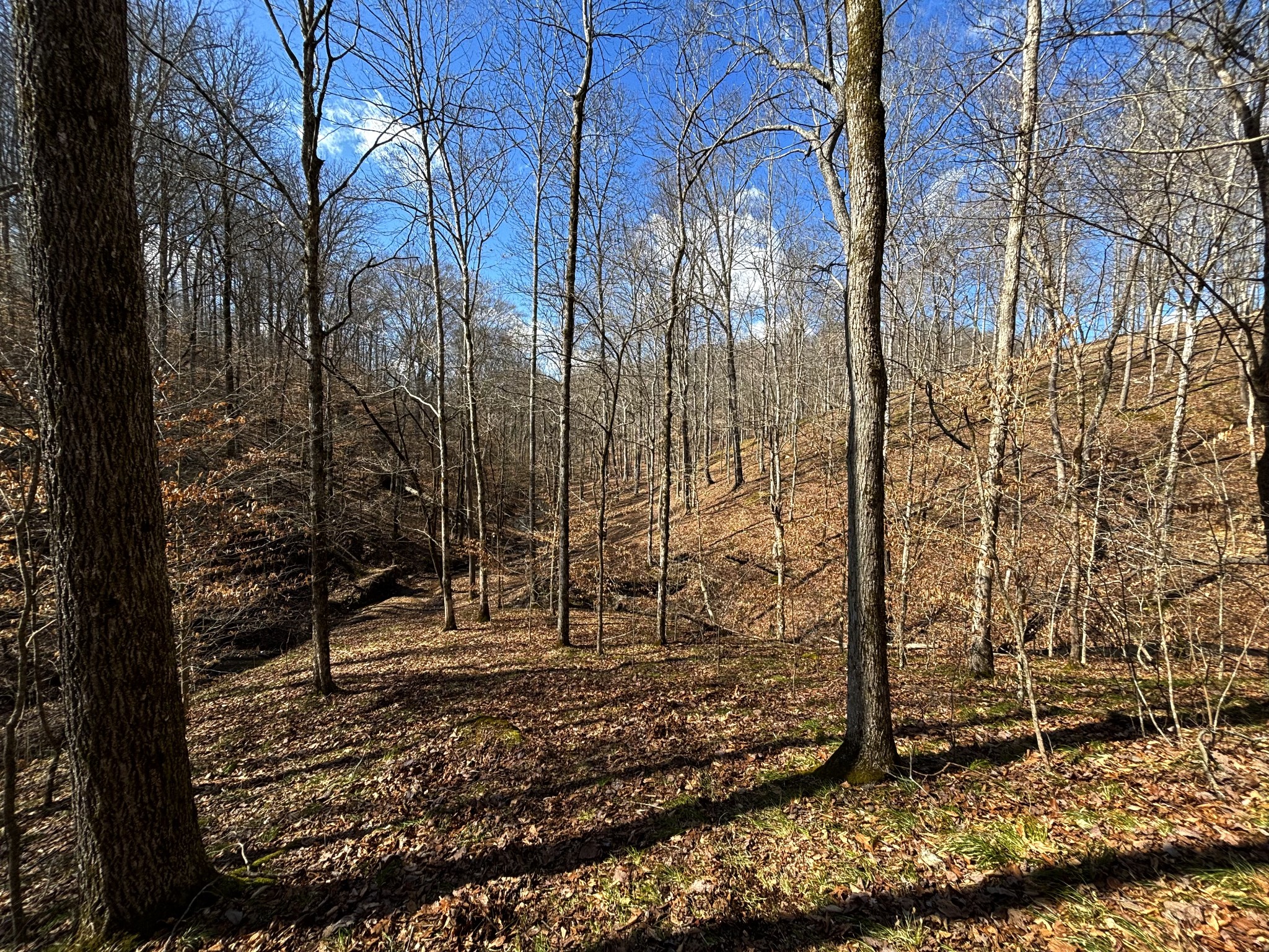 0 Skelley Road Santa Fe, TN 38482 - Photo 19 of 30 a view of a yard with large trees