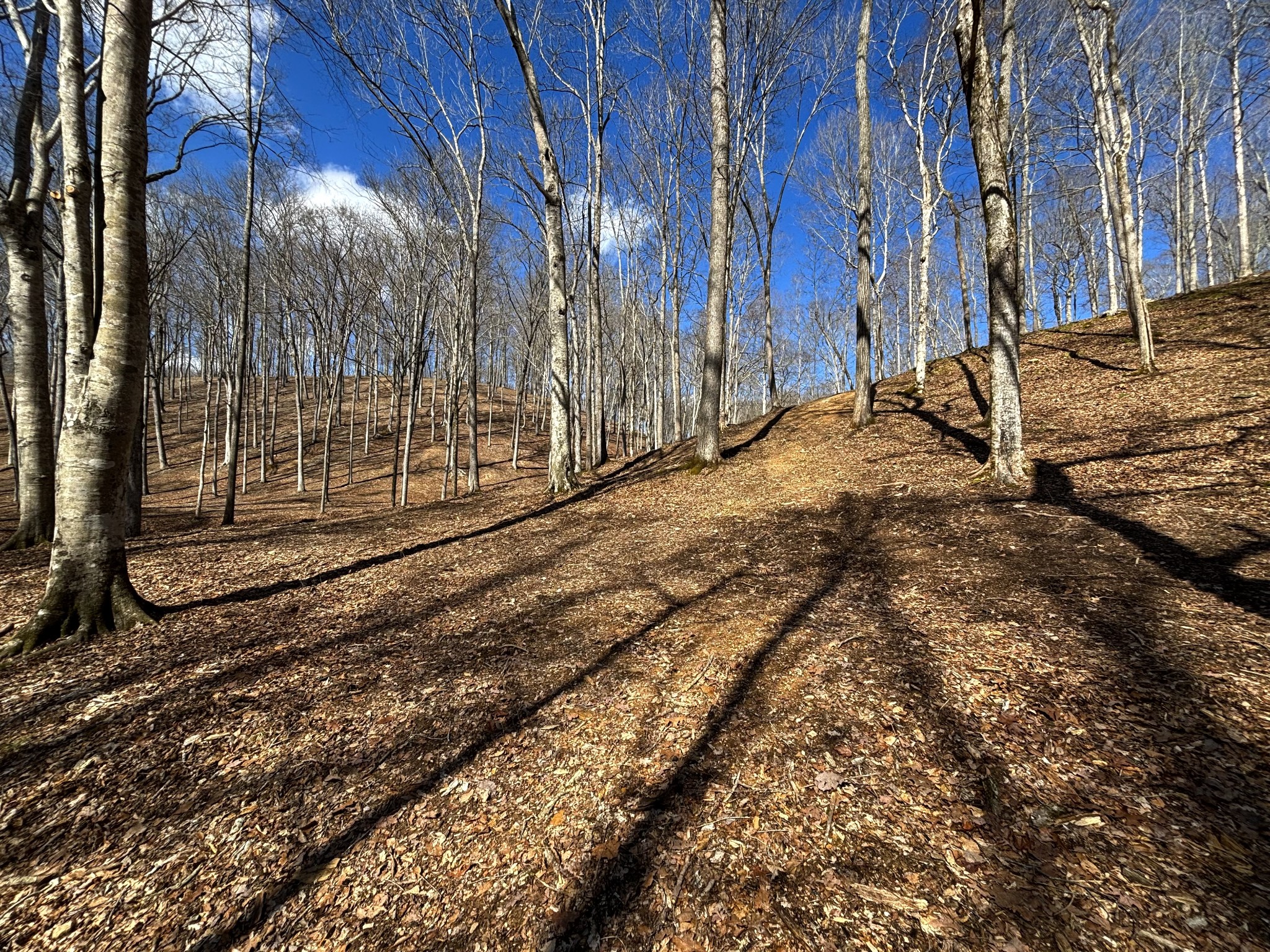 0 Skelley Road Santa Fe, TN 38482 - Photo 20 of 30 a view of a backyard of the house