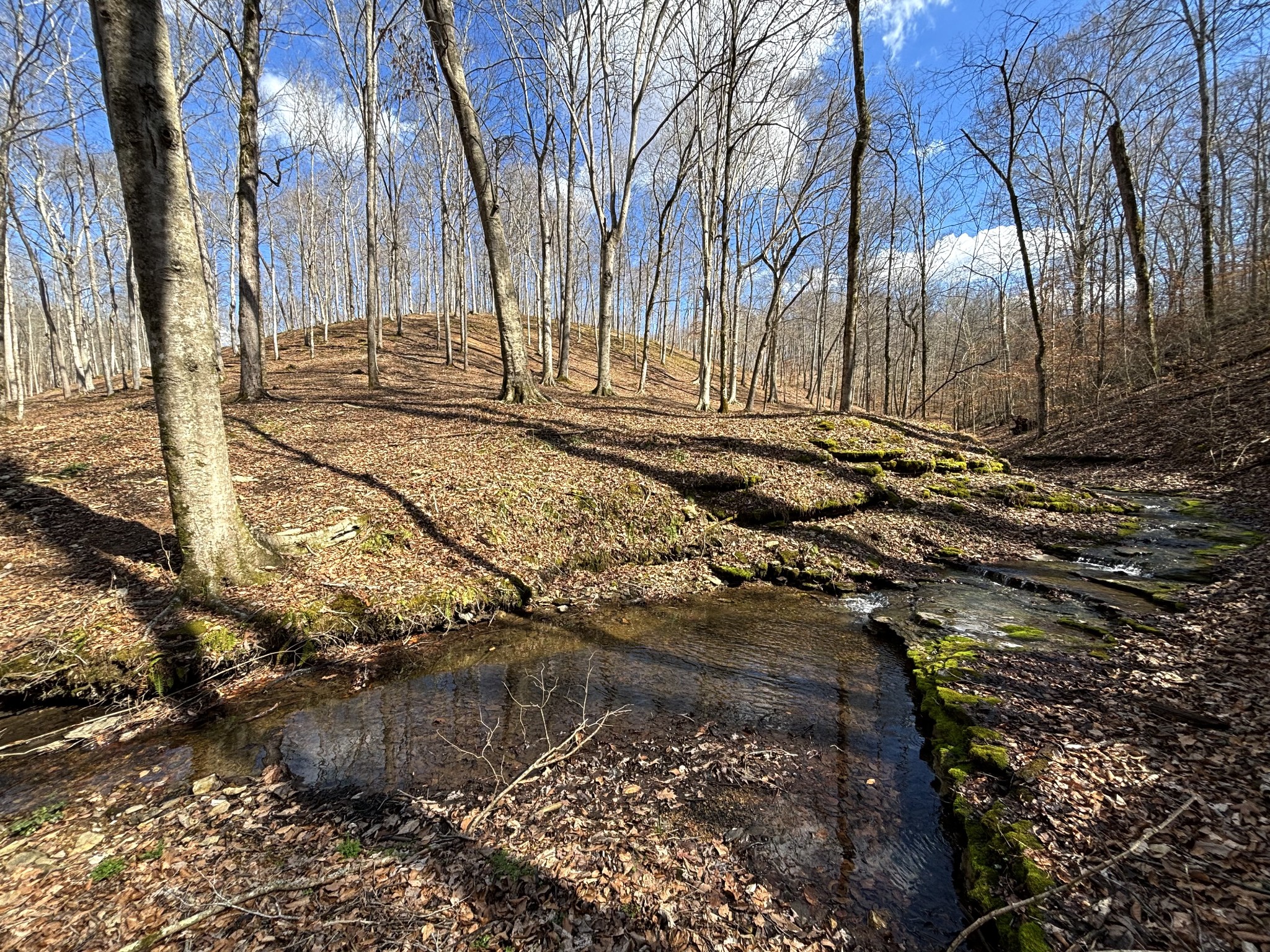 0 Skelley Road Santa Fe, TN 38482 - Photo 23 of 30 a view of a yard with wooden fence