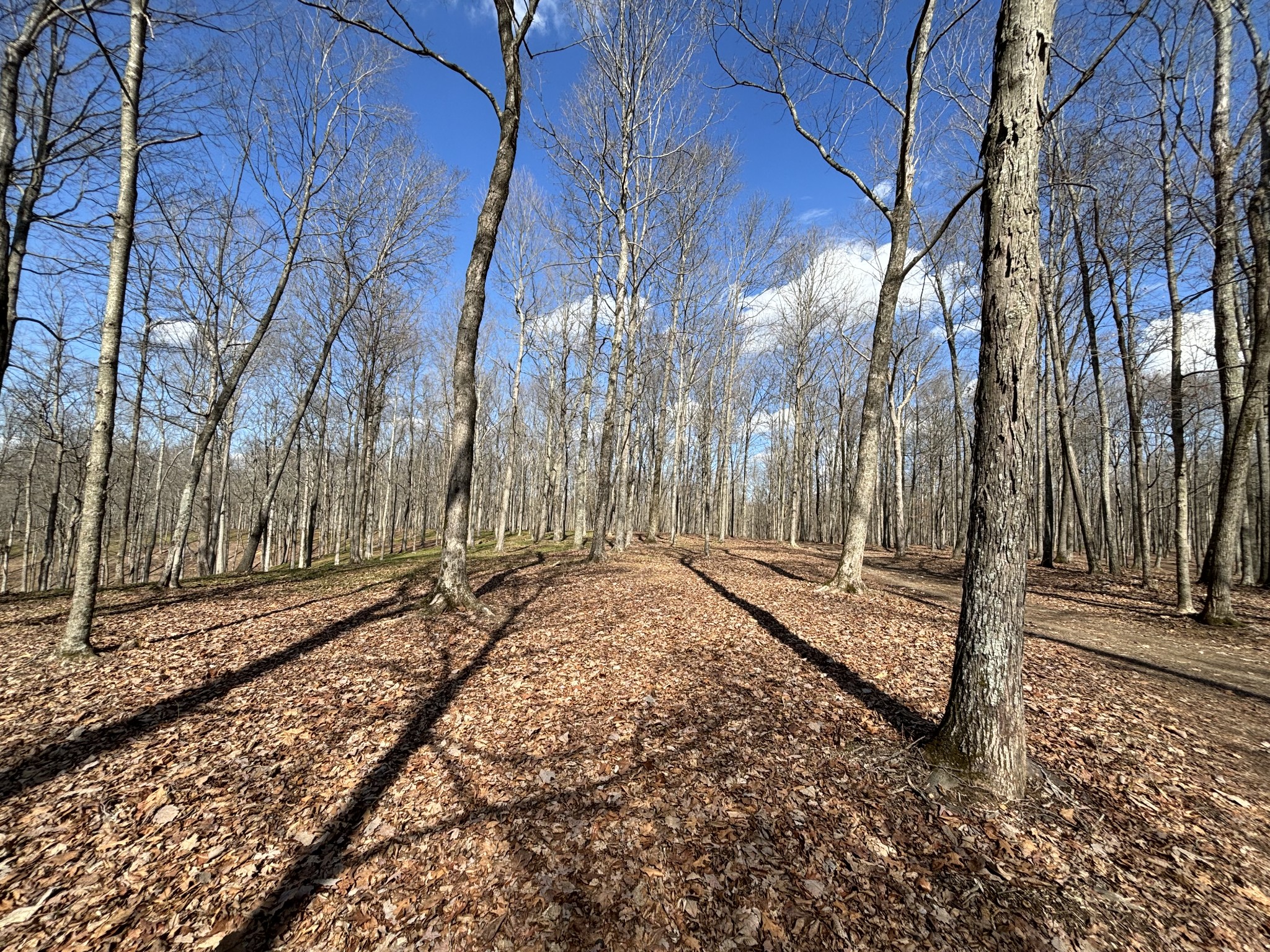 0 Skelley Road Santa Fe, TN 38482 - Photo 27 of 30 a view of a yard with trees
