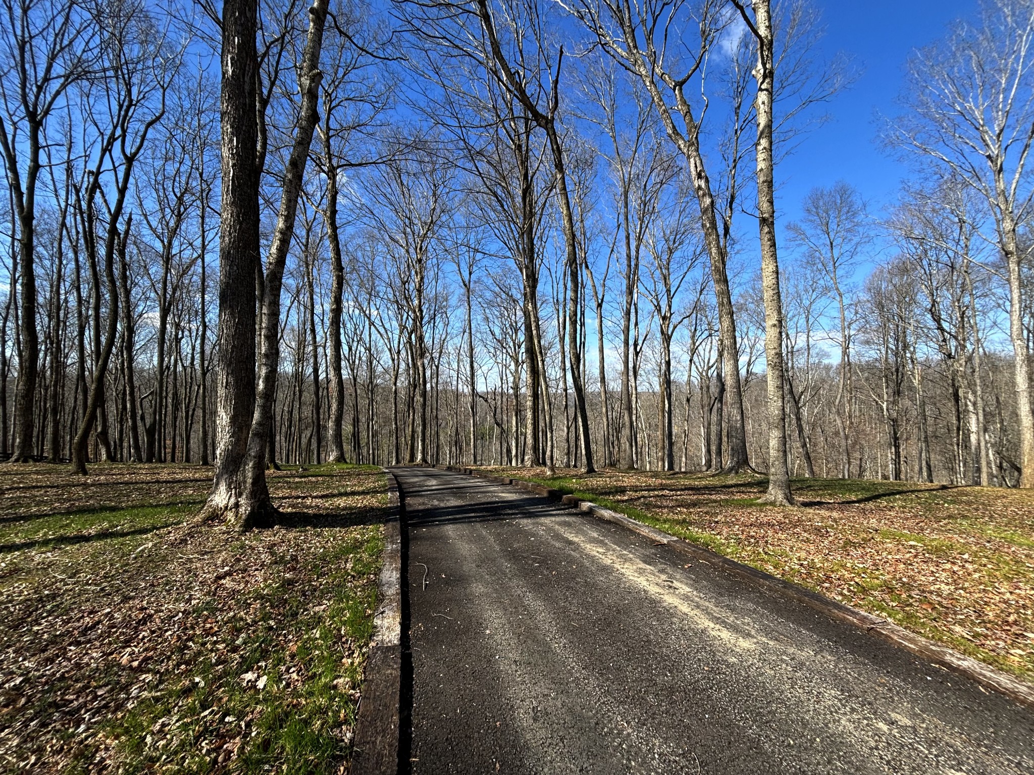 0 Skelley Road Santa Fe, TN 38482 - Photo 4 of 30 a view of yard