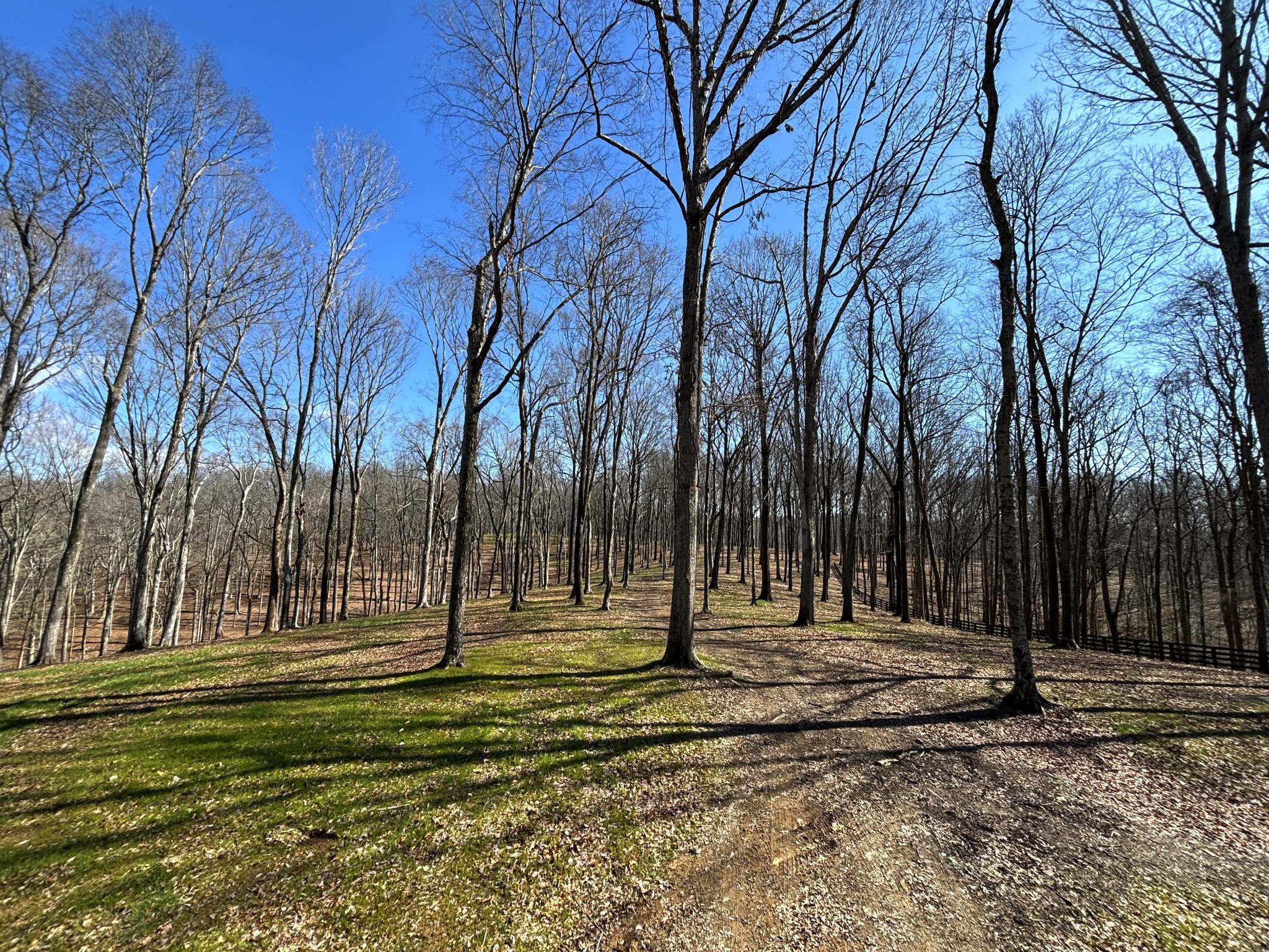 0 Skelley Road Santa Fe, TN 38482 - Photo 6 of 30 a view of outdoor space with trees