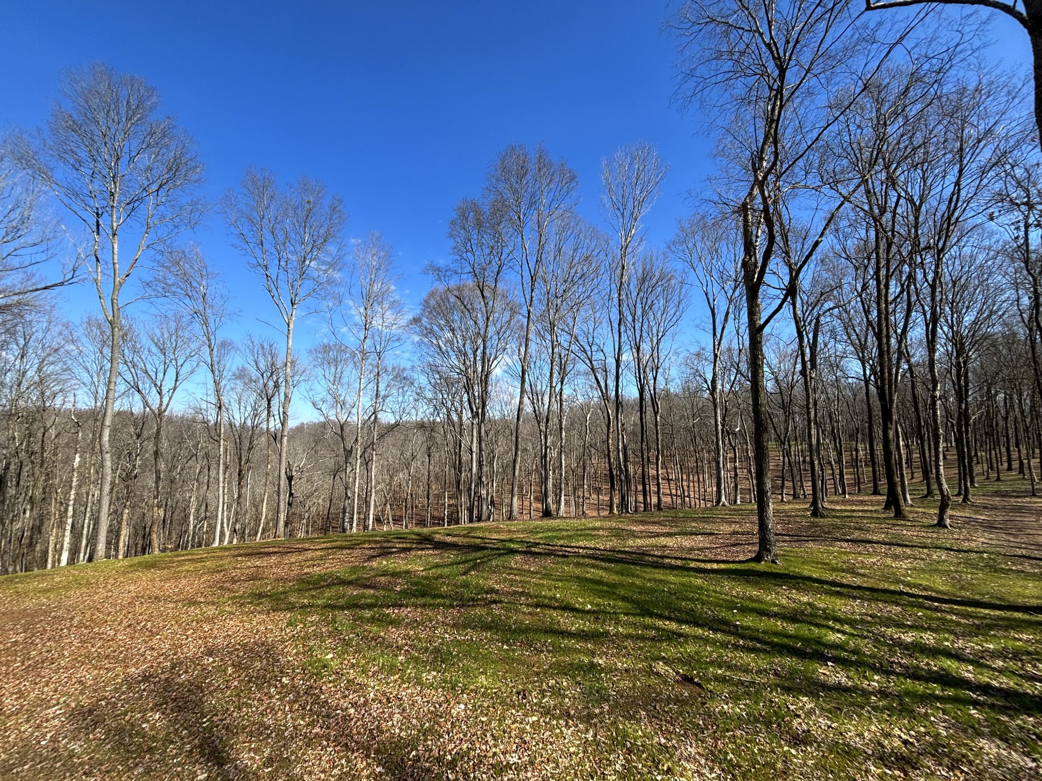 0 Skelley Road Santa Fe, TN 38482 - Photo 7 of 30 a view of outdoor space with trees