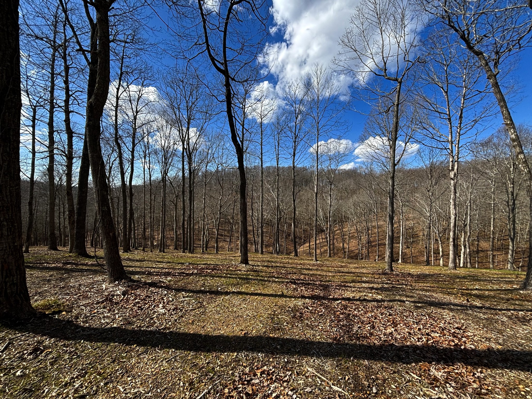 0 Skelley Road Santa Fe, TN 38482 - Photo 8 of 30 a view of a backyard of the house