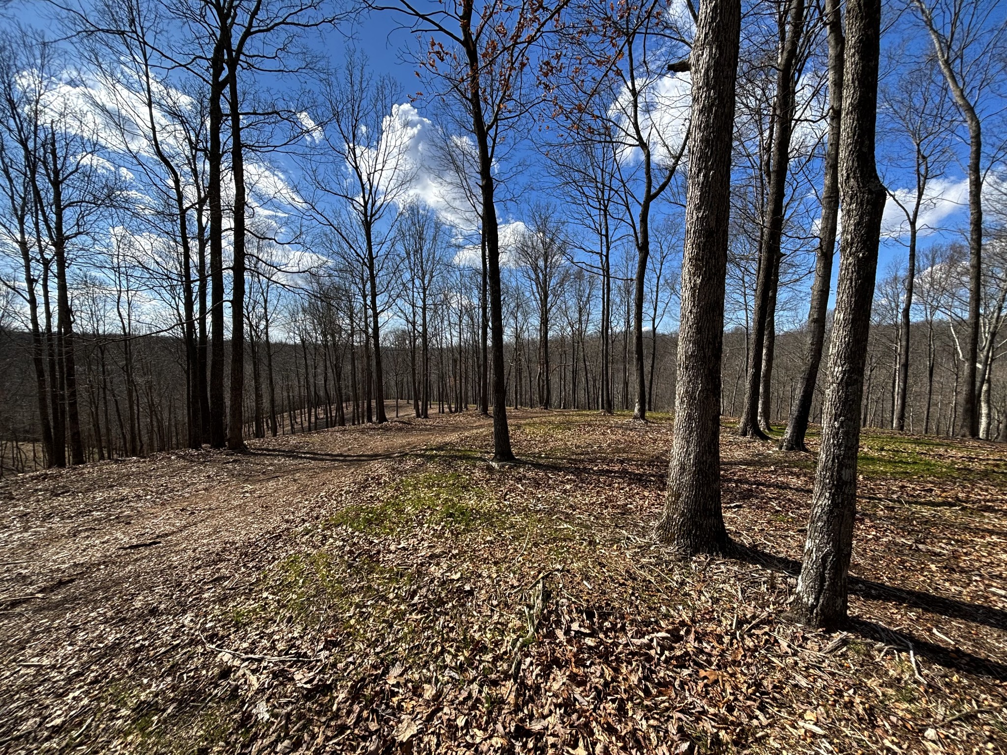 0 Skelley Road Santa Fe, TN 38482 - Photo 9 of 30 a backyard of a house with lots of green space