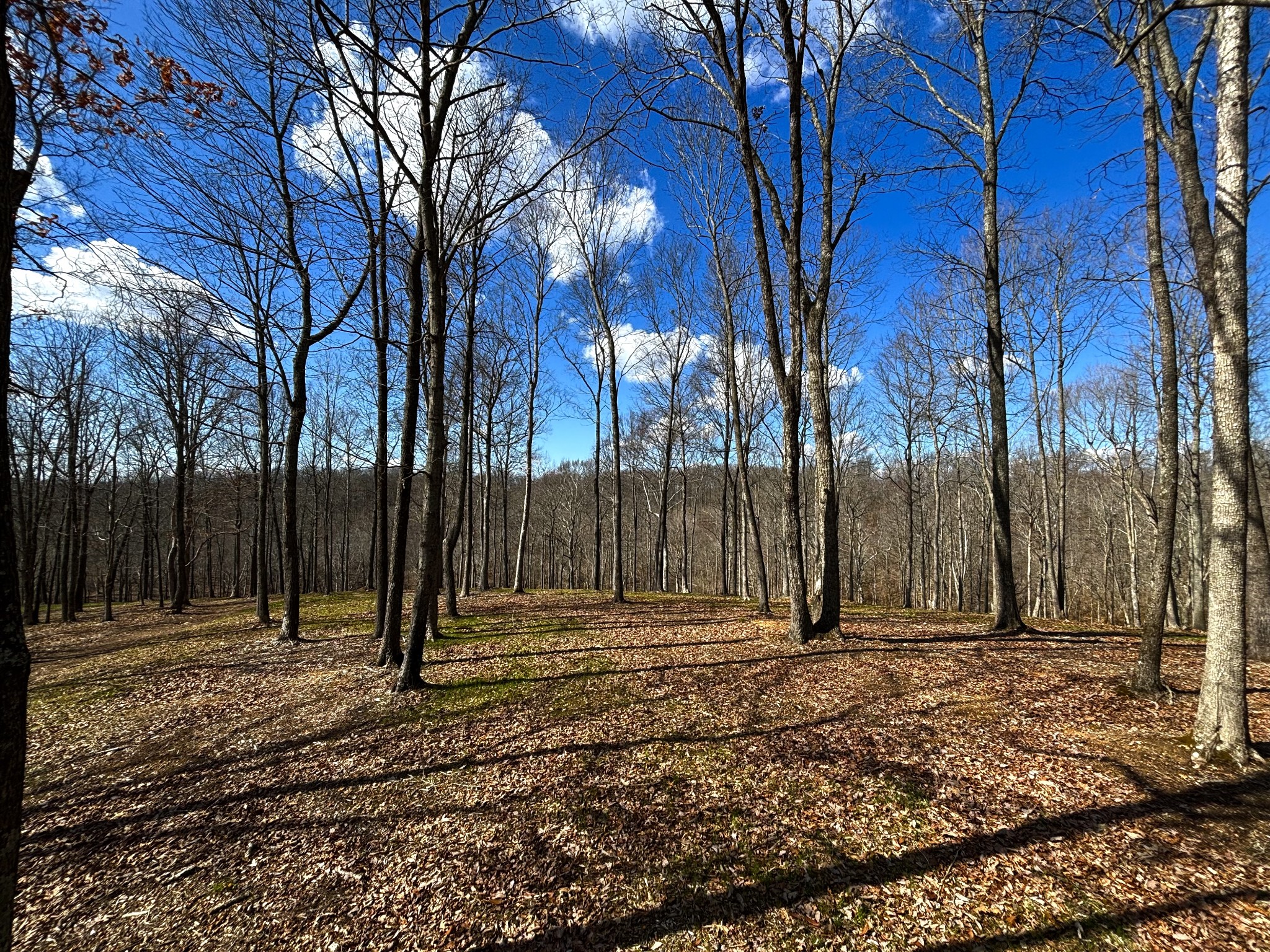 0 Skelley Road Santa Fe, TN 38482 - Photo 10 of 30 a backyard of water with tall trees