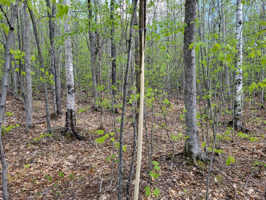 Lot 11 Swift River Road Byron, ME 04275 - Photo 61 of 72 photo_fbb192f9-e137-4194-ac39-7eae3a1f57