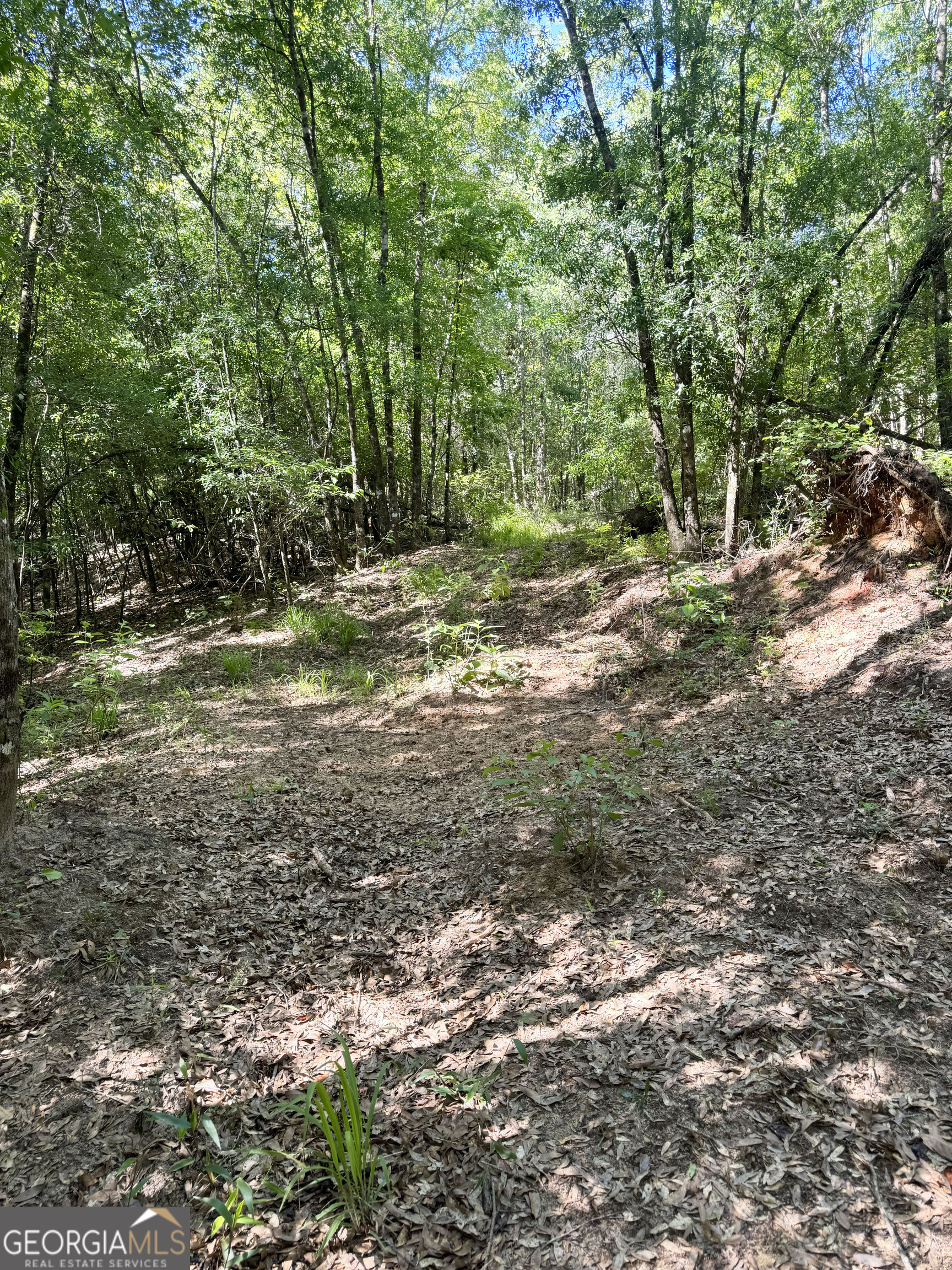 2415 Highway 82 Cuthbert, GA 39840 - Photo 15 of 25 a view of a yard with plants and trees